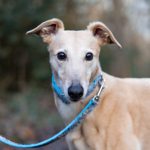 Blue Floral Collar and Lead Set