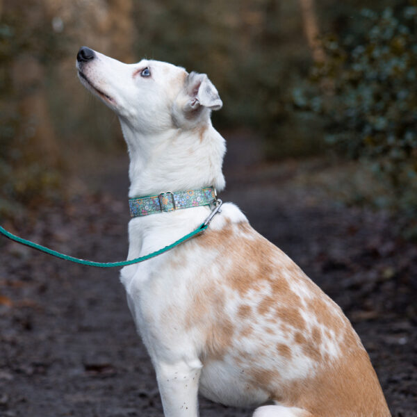 Green Floral Collar Border Whippet