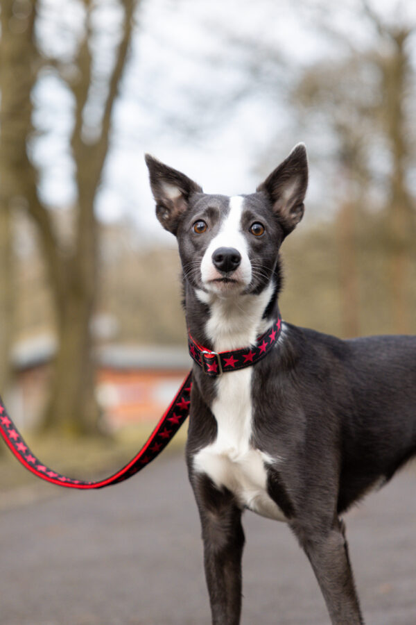 Red and Black Collar Set