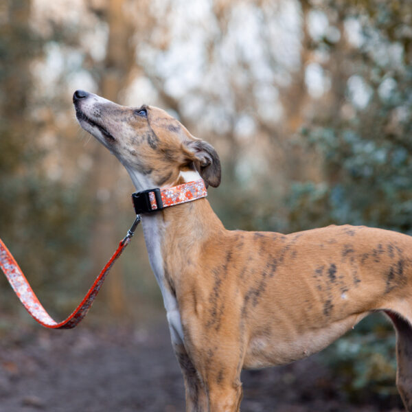 Tiny Whippet Orange Floral Collar