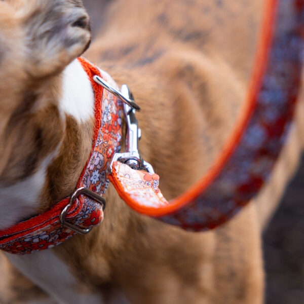 Floral Collar on Whippet