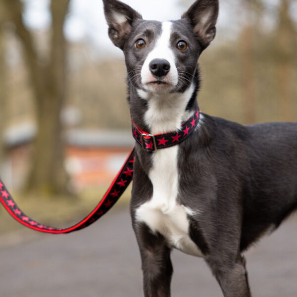 Red Stars Dog Collar