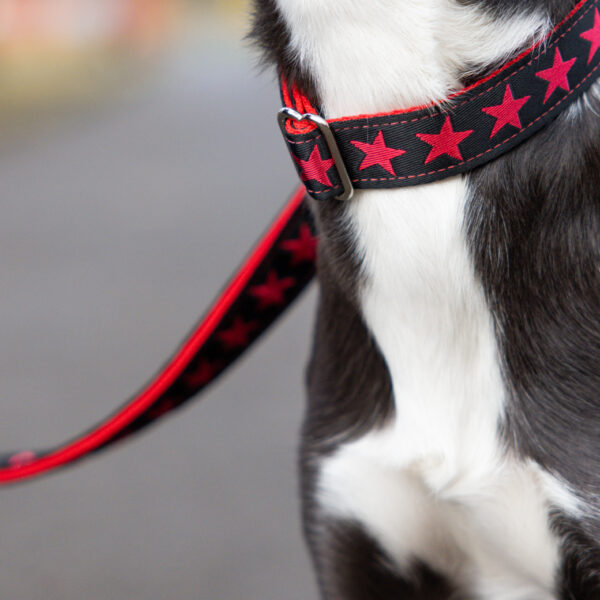 Red Collar on Border Whippet