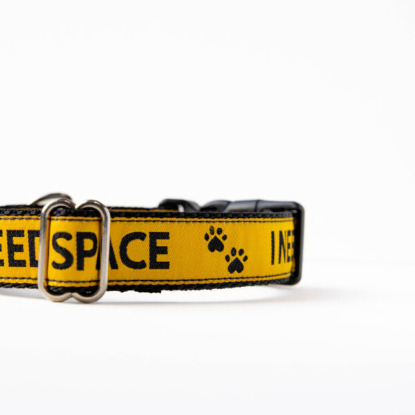 Yellow Dog Collar