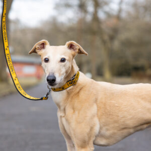 Yellow Collar on Greyhound