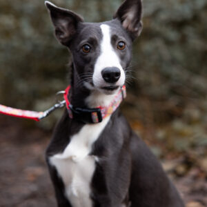 Red Dog Collar Border Whippet