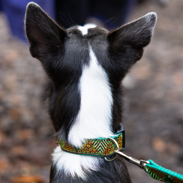 Border Whippet Green Glitter Collar