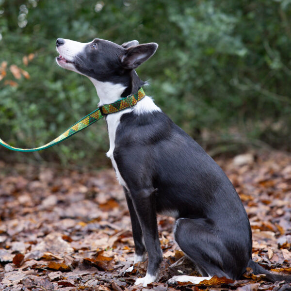 Border Whippet Green Collar