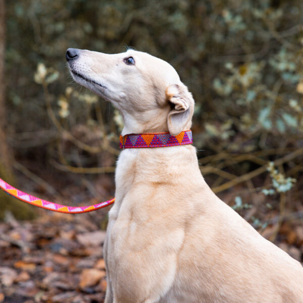 Orange Glitter Dog Collar - Image 5