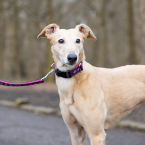 Pink Stars Collar on Greyhound