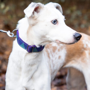 Stunning Collar On Border Whippet