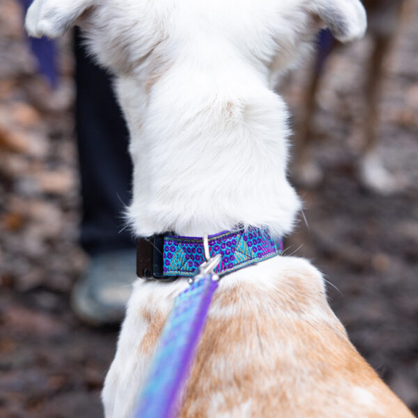 Purple Collar on Border Whippet