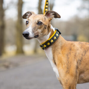 Yellow Collar on Whippet